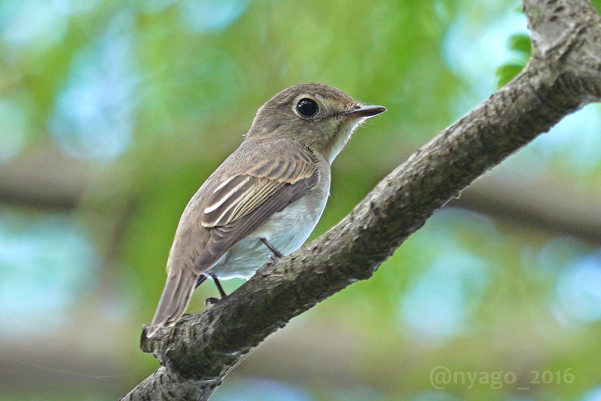 昨日久しぶりに会えた #コサメビタキ ちゃん♪
#AsianBrownFlycatcher #BrownFlycatcher #鳥 #野鳥 #bird