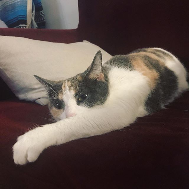 cchangwailing's tweet photo. Plotting world domination... #catsofinstagram #deviouscat https://t.co/hxCPZYssfX
