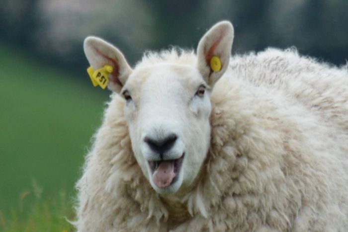 PrayersUs's tweet photo. Someone told me that my #followers in the church were like #sheep and I was their #shepherd. 

Isn't that just so nice! https://t.co/7LHnYRJ6Dv