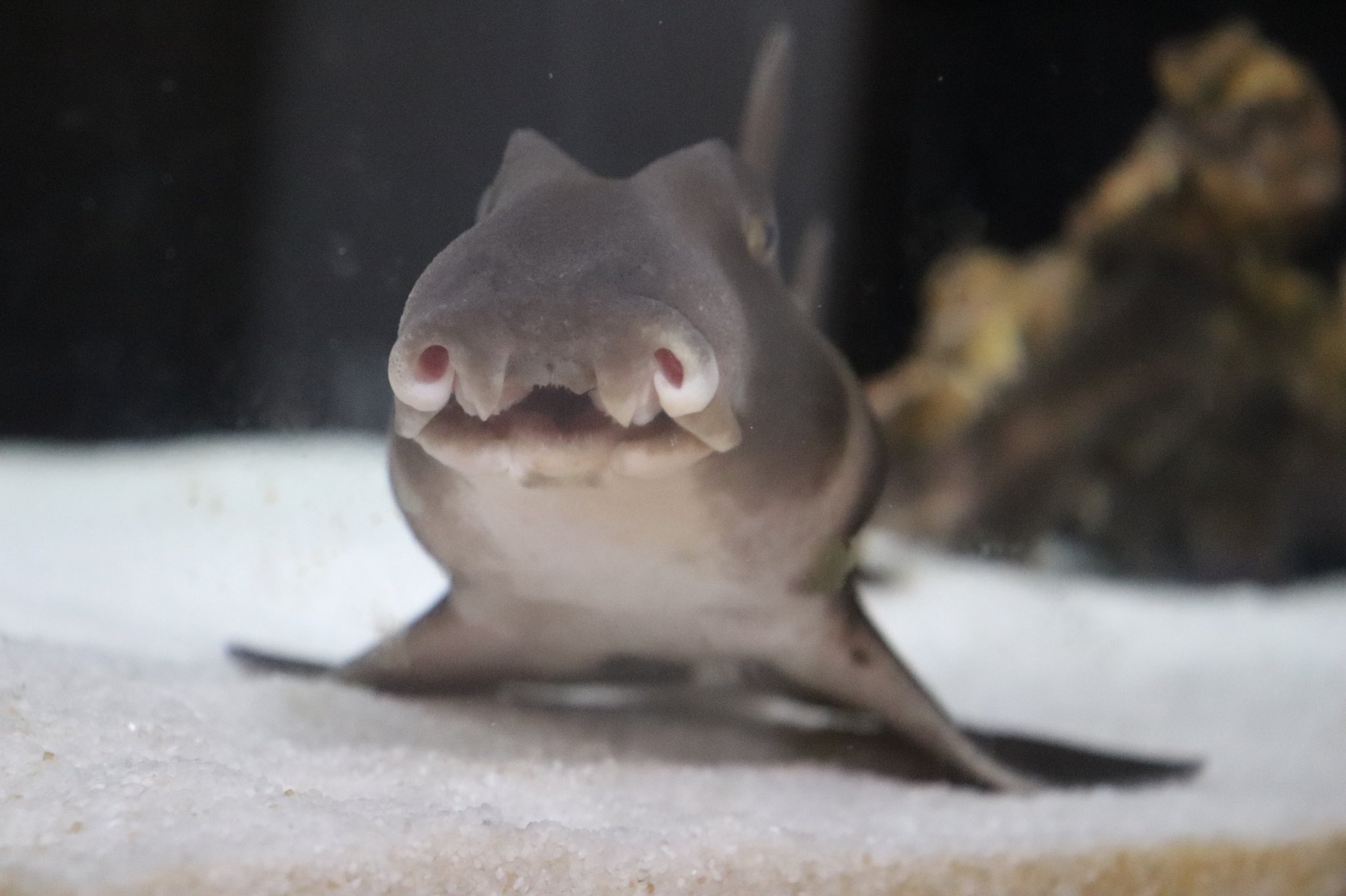 サメと暮らす生活 我が家のネコザメ ぶ ちゃん専用の Twitter開設しました もし良かったら見ていってください ネコザメ サメ好き サメ サメ飼育 海水魚 海水魚飼育 我が家のペットが一番 T Co Outi8qkvf9 Twitter