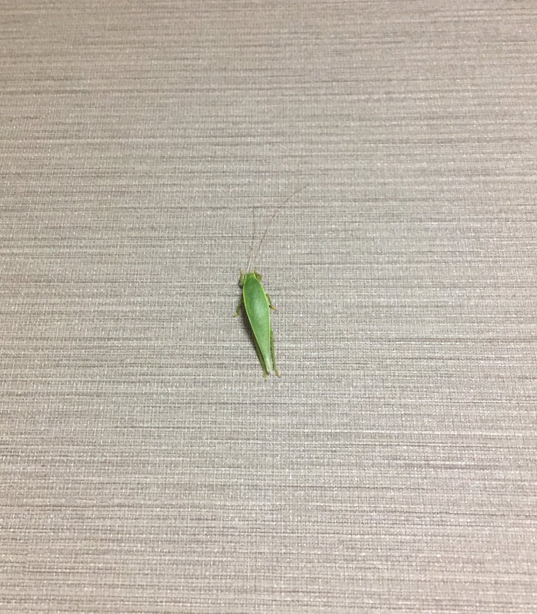 はこし すいっちょん 秋