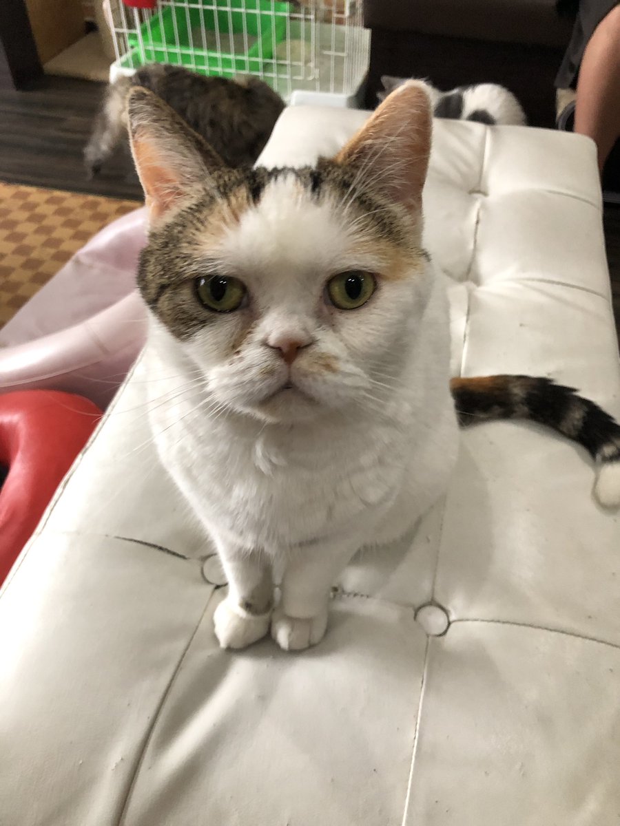 保護猫カフェ鶴橋店 元保護猫カフェマンチカン 本日もオープンしてます 今は雨も止んでいますので 是非お越しください 何かを訴えるようにじっと見つめてくるサニーママ 保護猫カフェマンチカン 鶴橋 スタッフ猫 立ち耳スコ 保護猫カフェ鶴橋店 元保護猫カフェマンチカン 本日もオープンしてます 今は雨も止んでいますので 是非お越しください 何かを訴えるようにじっと見つめてくるサニーママ 保護猫カフェマンチカン 鶴橋 スタッフ猫 立ち耳スコ