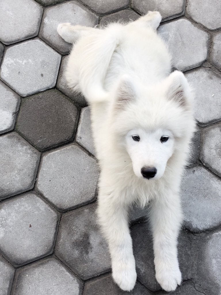 gedeindraa's tweet photo. casper https://t.co/jMKueo1VOX