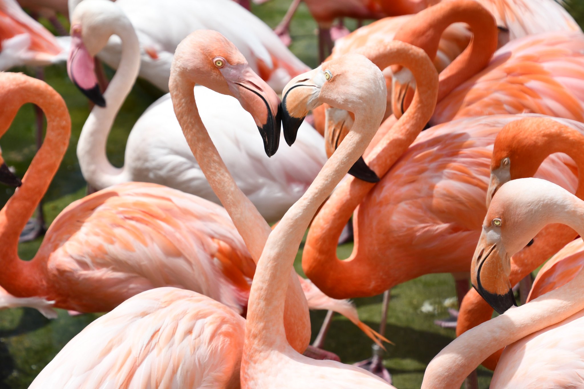 神戸市立王子動物園 公式 入り口でお出迎えしてくれるフラミンゴたち 鮮やかな羽の色と不思議な片足立ち 長くて綺麗な首の曲線美は 何度見ても心奪われます タイミングよく ハートに見える写真が撮れました 神戸市 王子動物園 フラミンゴ