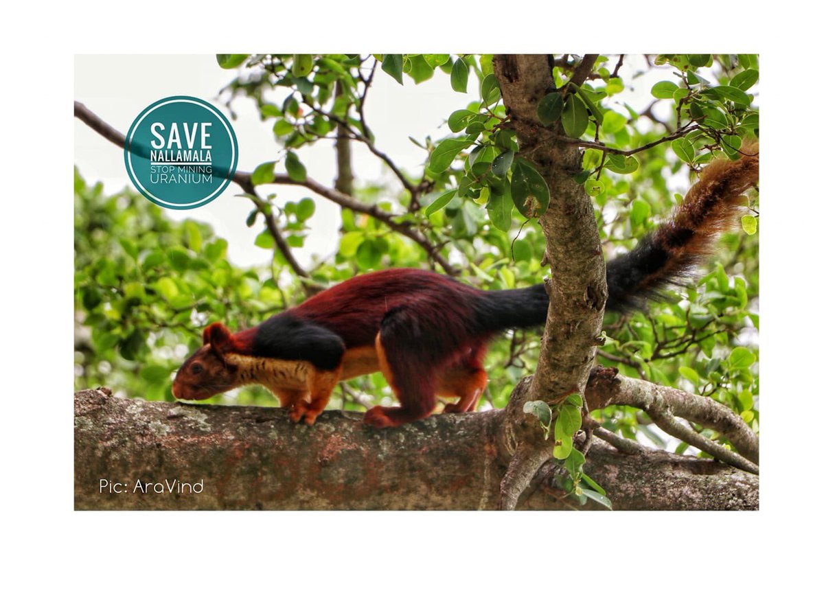 TGTimesNews's tweet photo. #Nallamala its a second largest tiger reserve forest in India but now it's been under excavation to dig for Uranium Mining which causes loss for around 3,00,000 acres of forest land it's wildlife habitat and loss to many natives. It should be stopped. #SaveNallamala #SaveForest https://t.co/Pmjn12sjbq