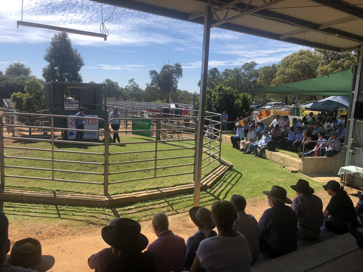 VenturonL's tweet photo. @angusaustralia WA 100 Year Celebrations in GinGin. @EnochCowVet giving a great talk on Pestivirus and sale bull health #angus https://t.co/KMyulp6E5X