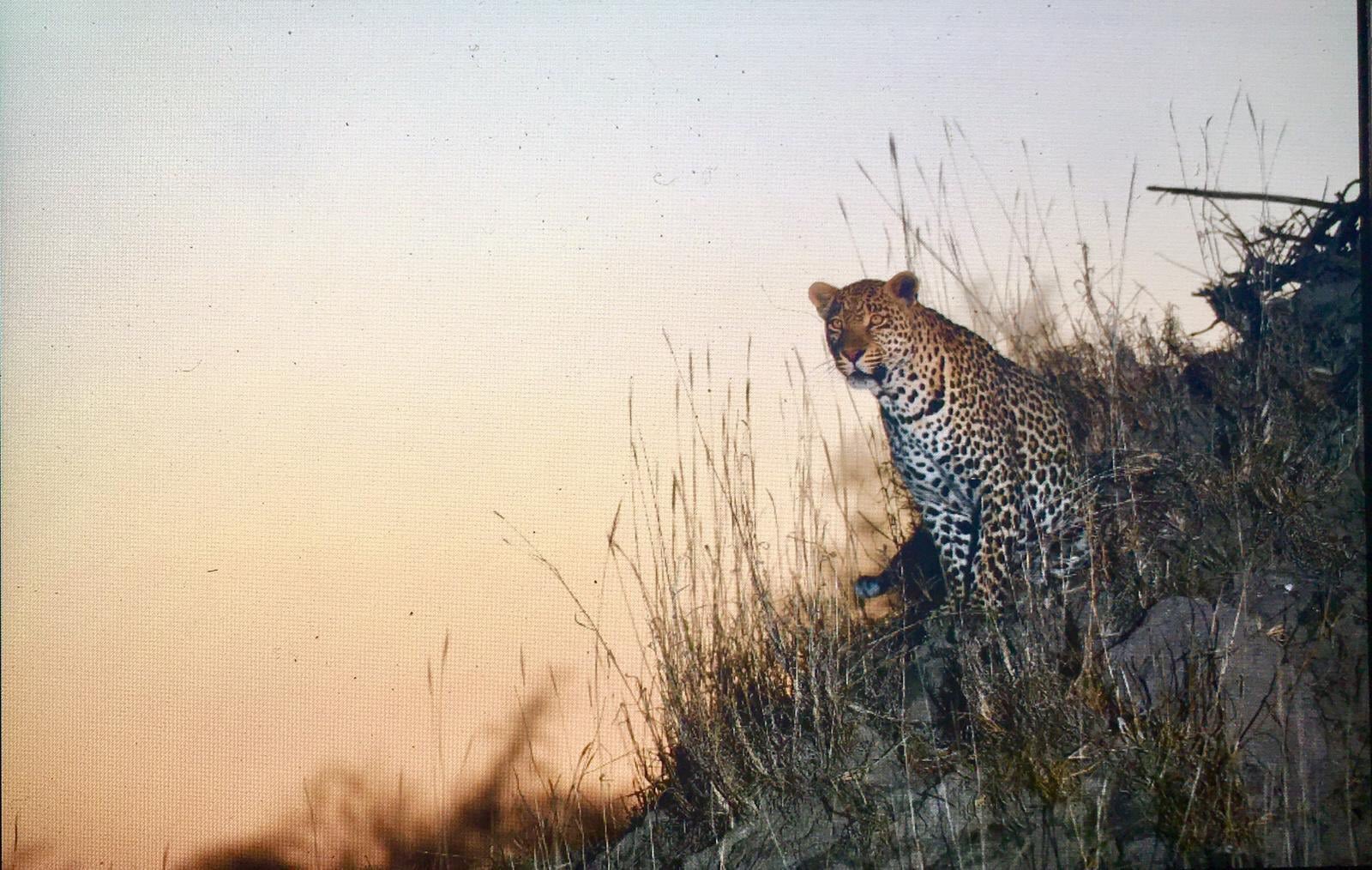 Hosana Male Leopard Facebook