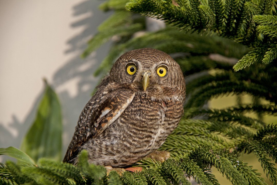 Owlet

यह अन्य उल्लुओं की तुलना में काफी छोटे होते हैं। इनकी लम्बाई 6 से 7 इंच होती है। अपनी आखों की विशिष्टता के कारण यह रात्रि में अपने शिकार को आसानी से देख पाते हैं। इसी क्षमता के कारण ये अधिकांश अपना शिकार रात्रि में करते हैं और दिन में किसी अंधेरे स्थान में छुपकर रहते हैं।