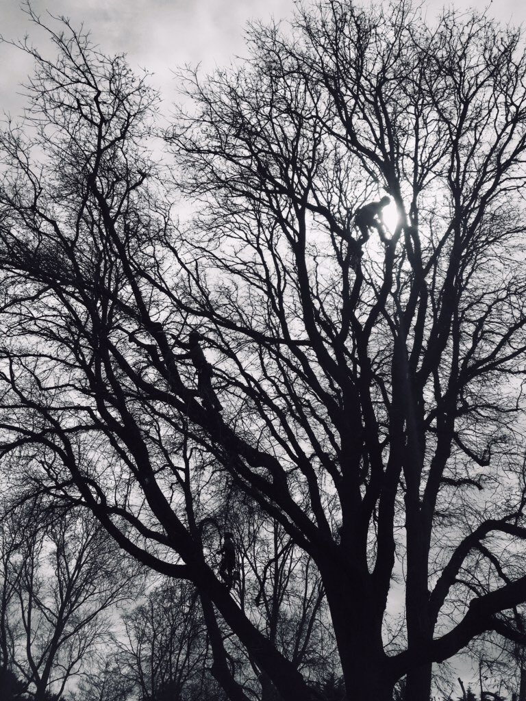 Bundogs's tweet photo. Our Dutch Elm got some arboricultural loving today #warrnamboolbotanicgardens #dutchelm #acorntreeservices https://t.co/NFmcwKAZQ6