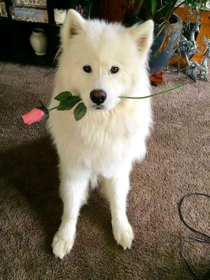 Love is the greatest achievement in life.