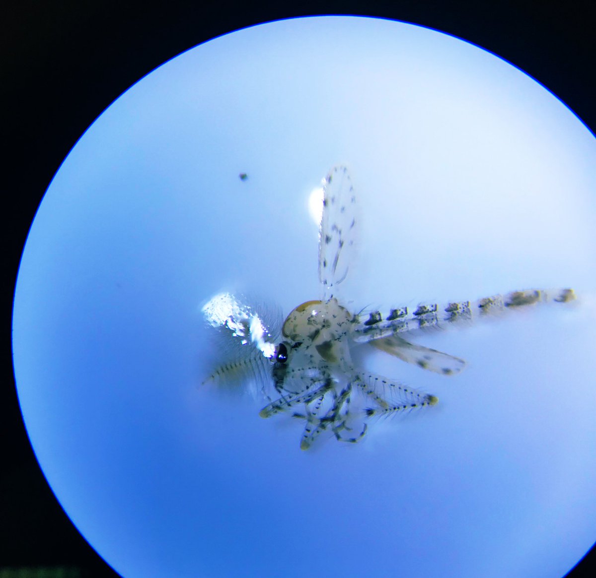 wolovichsanyang's tweet photo. Beautiful finds during todayโs Field Ecology lab. #insectrespect #pitfalltraps #funwithinsects https://t.co/YyClyH3oOh