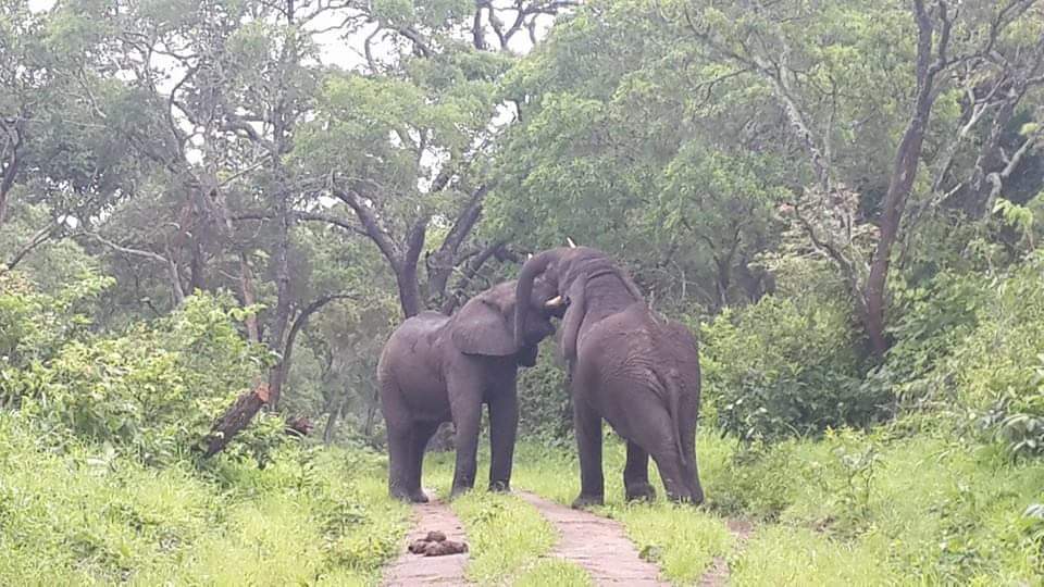 Recognition every animal needs that, animal behaviour the only way to test experience pay a visit to the true wilderness of Africa <a href="/tanzaniaparks/">Tanzania Parks</a> <a href="/SerengetiParkTz/">Serengeti Tanzania</a> <a href="/BBCWorld/">BBC News (World)</a> <a href="/UN/">United Nations</a> <a href="/NatGeo/">National Geographic</a>