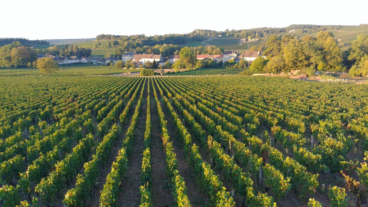 Raquillet_Vin's tweet photo. C'est parti pour une nouvelle journée de vendanges !
___
#mercurey #vendanges2019 #domaineraquillet #vinsdebourgogne https://t.co/5fbXIebTrw
