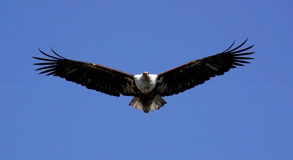 Double Tracks Africa tweet media