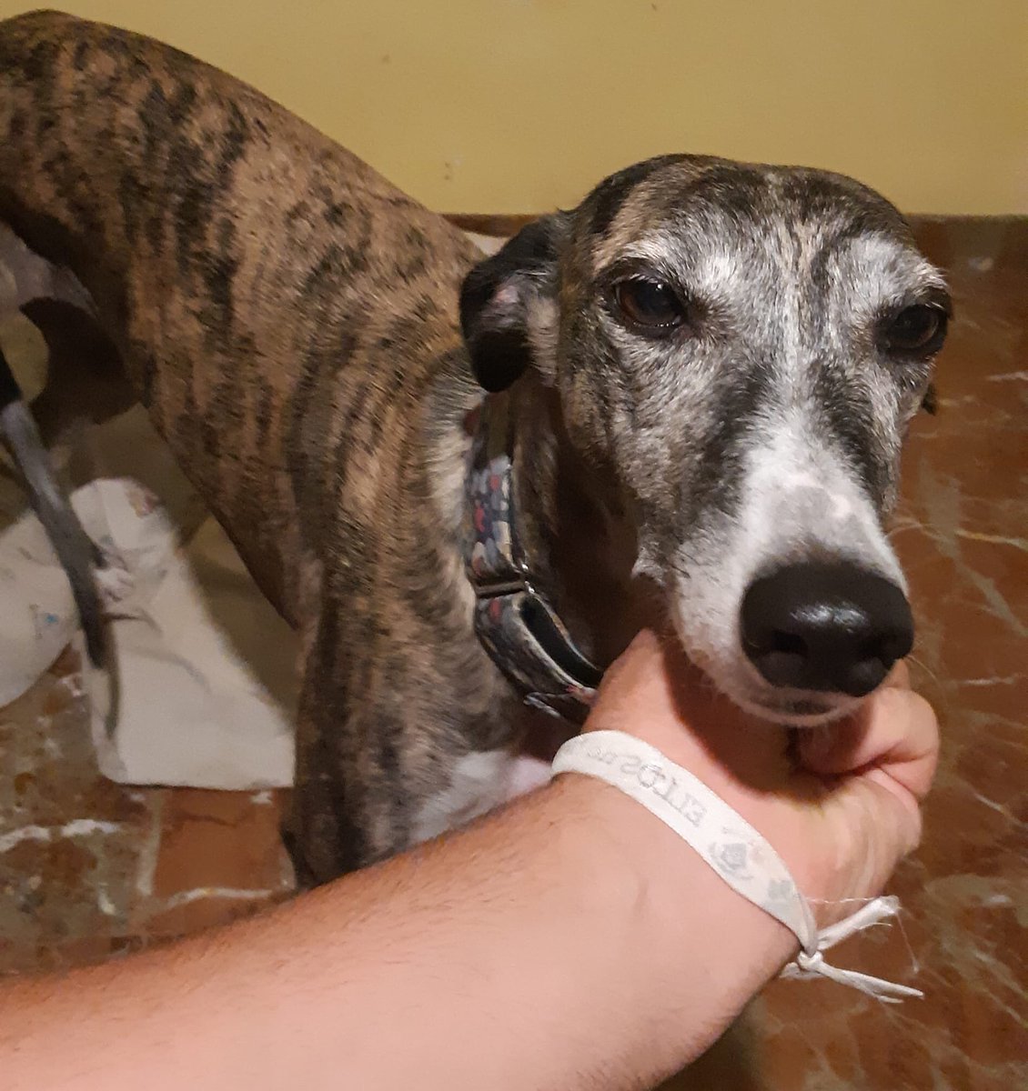 huelladejaen's tweet photo. DIANA 
Otra galga que tenemos en acogida y buscando un hogar definitivo, es joven esbelta y sociable!!! Son #galgodecasa y no de caza 
Nos ayudas a buscarle un hogar? #adopta #galgo #huelladeJaen https://t.co/B2YWE7GZLa