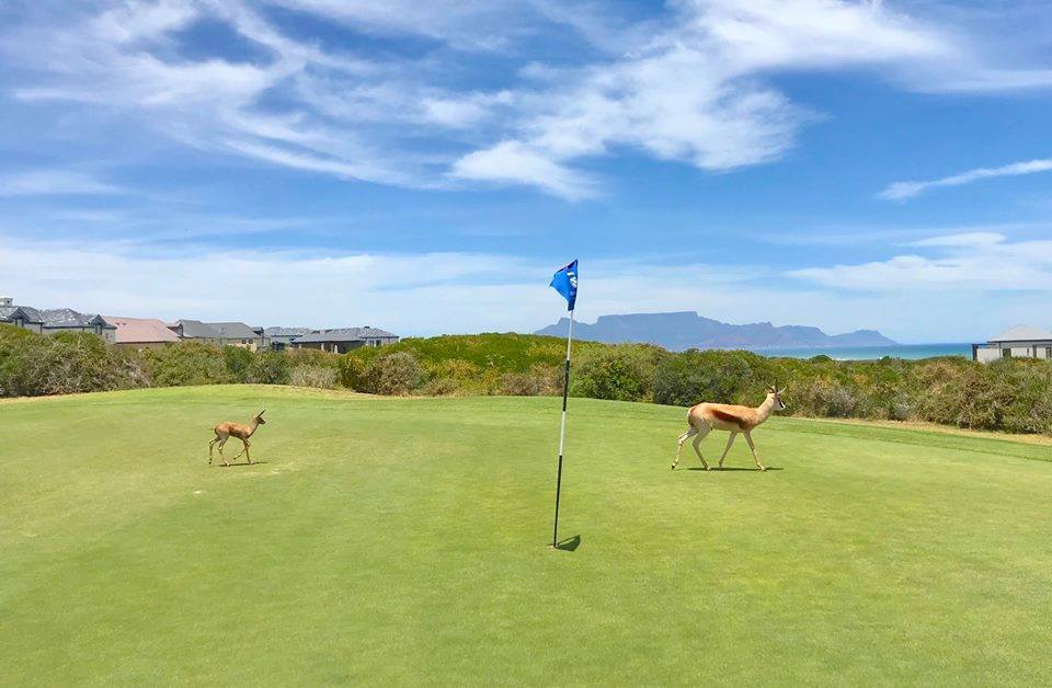 AtlanticBeachL's tweet photo. We are a 20 Roomed Country House located on Atlantic Beach Golf Estate. The tranquil setting boasts beautiful golf estate surrounding with “Springbokkies” and other game grazing on the greens.
0215534653 / enquiries@thelodgeAB 
#WeskusBeskus #AtlanticBeachLodge https://t.co/SS4Cz6iPS9