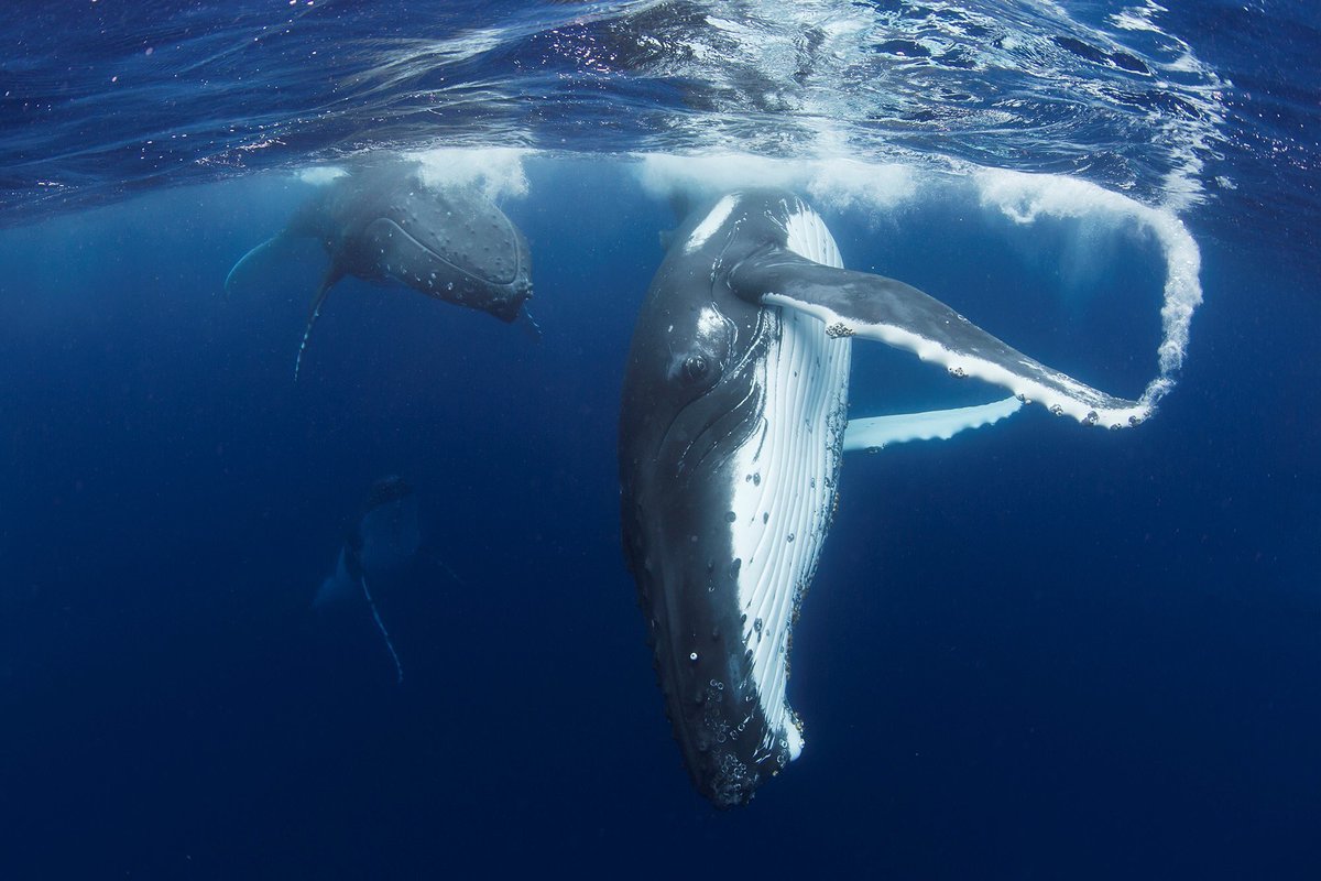 Через океан плывет великан. Кит Горбач. Горбатый кит тихий океан. Гигантский горбатый кит. Горбатые киты Тонга.