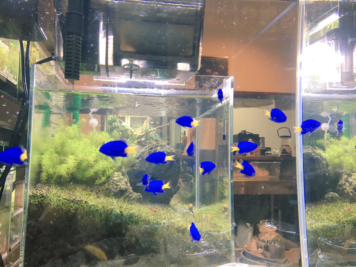 Twitter पर Aquarium Kind 今日は海水魚をたっぷり入荷 淡水魚 カエル 水草も入荷しておりまーす 水合わせ終わりましたら取り急ぎ種類上げていきまーす