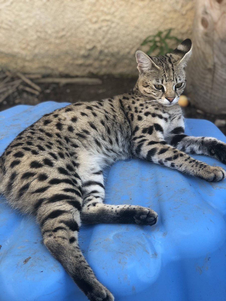 Tweets With Replies By Ivi Savannah Savannahcaro Twitter