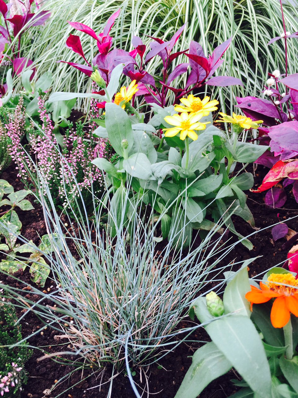 エスティナ深谷 A Twitter 秋の花壇の植え替え中です グラス フェスツカ グラウカを数か所に植えています 耐寒耐暑性に優れる丈夫なグラスです