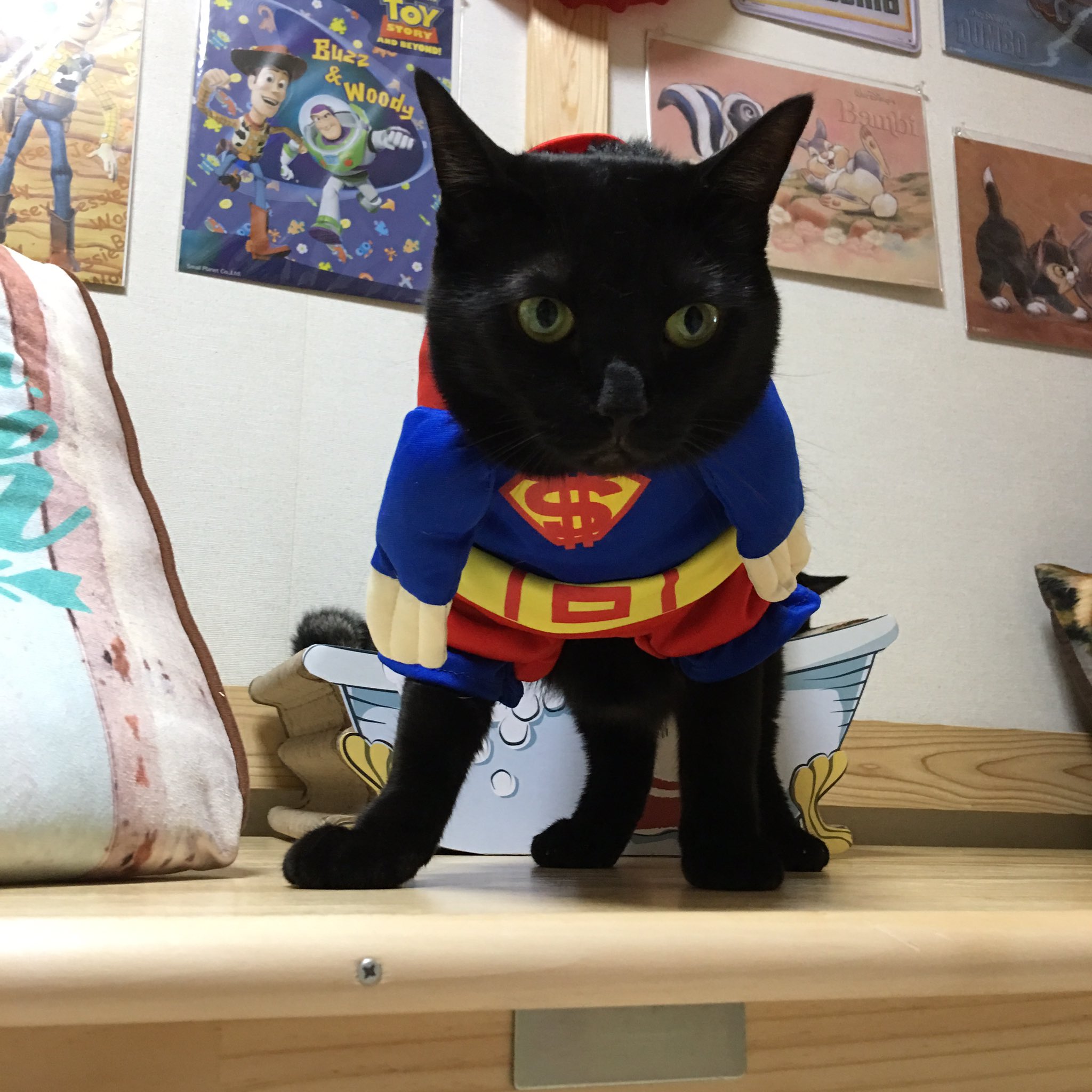しなこ おれ スーチャミマン おれのマント たたかうおれ 心の目で後ろ足は消して見てね 黒猫 チャミュエル スーパーマンねこ コスプレねこ ほんとはわんこ用 スーパーマン Awesomestore オーサムストアー 猫の気持ち にゃんすたぐらむ
