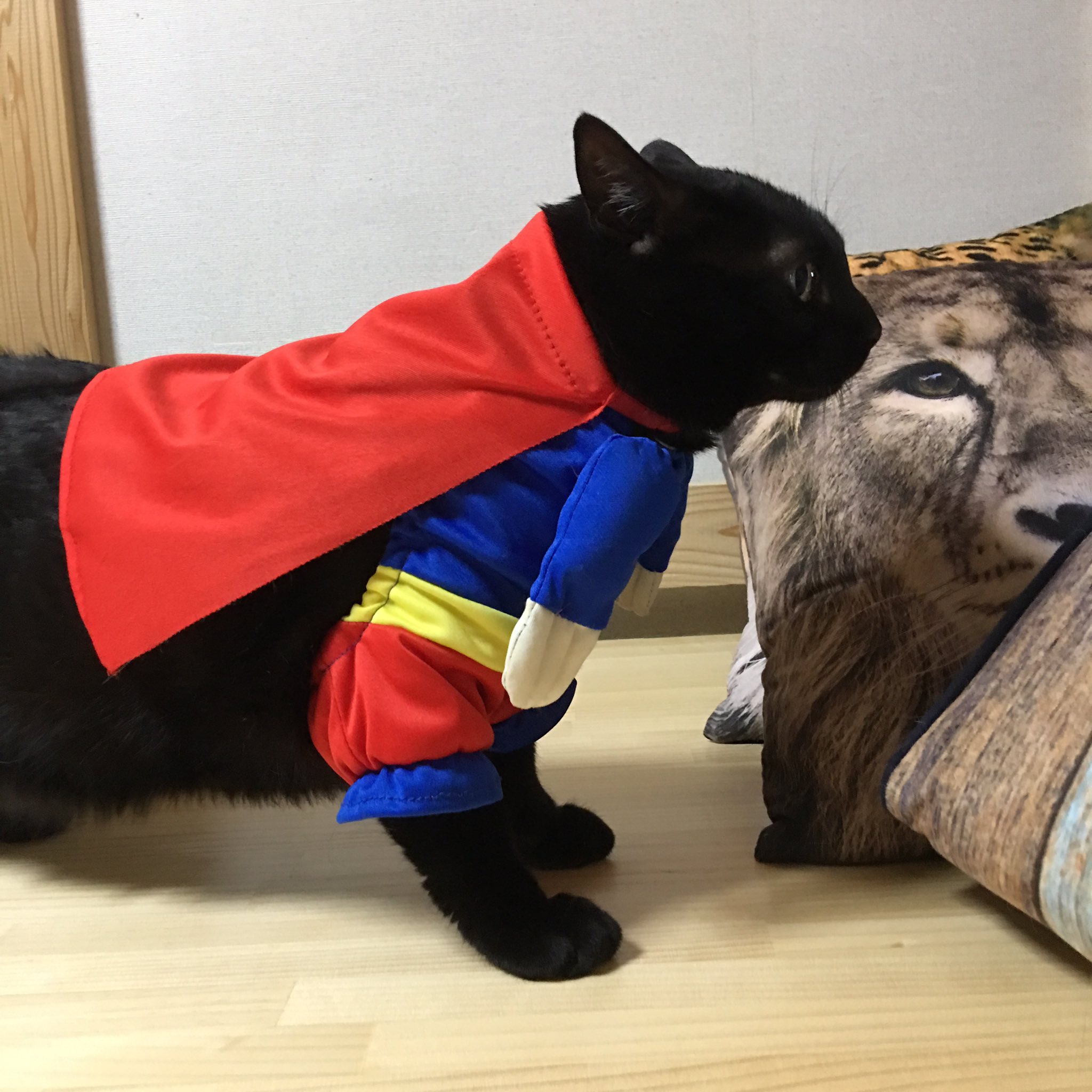 しなこ おれ スーチャミマン おれのマント たたかうおれ 心の目で後ろ足は消して見てね 黒猫 チャミュエル スーパーマンねこ コスプレねこ ほんとはわんこ用 スーパーマン Awesomestore オーサムストアー 猫の気持ち にゃんすたぐらむ