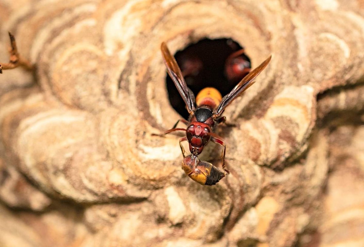 FinalDisposal - GreaterBandedHornet 
Emerging from Nest (Vespa Tropica)

Liluah@WestBengal@India
September'19

#greaterbandedhornet
#hornet
#vespatropica
#insectworld
#finaldisposal