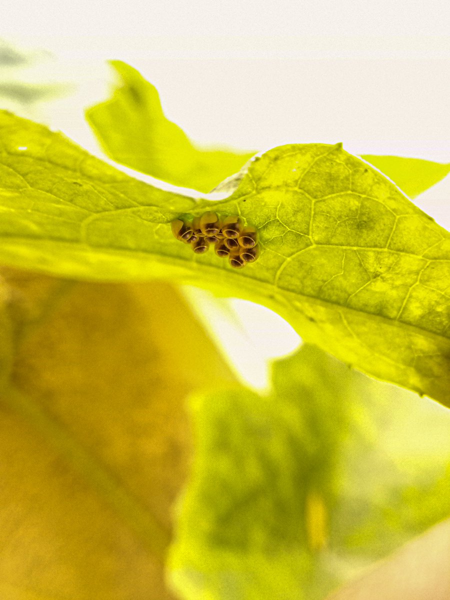 AmitRaka's tweet photo. Can you identify eggs of what animal or insect are they?? I found them in my garden, back of the leafs. They can fit on my index finger tip refer photograph.
A creeper plant Named: Sponge Gourd / Gilki
#lenovok8note @insectweek @WIRCInsects https://t.co/y1XPVPfeXg