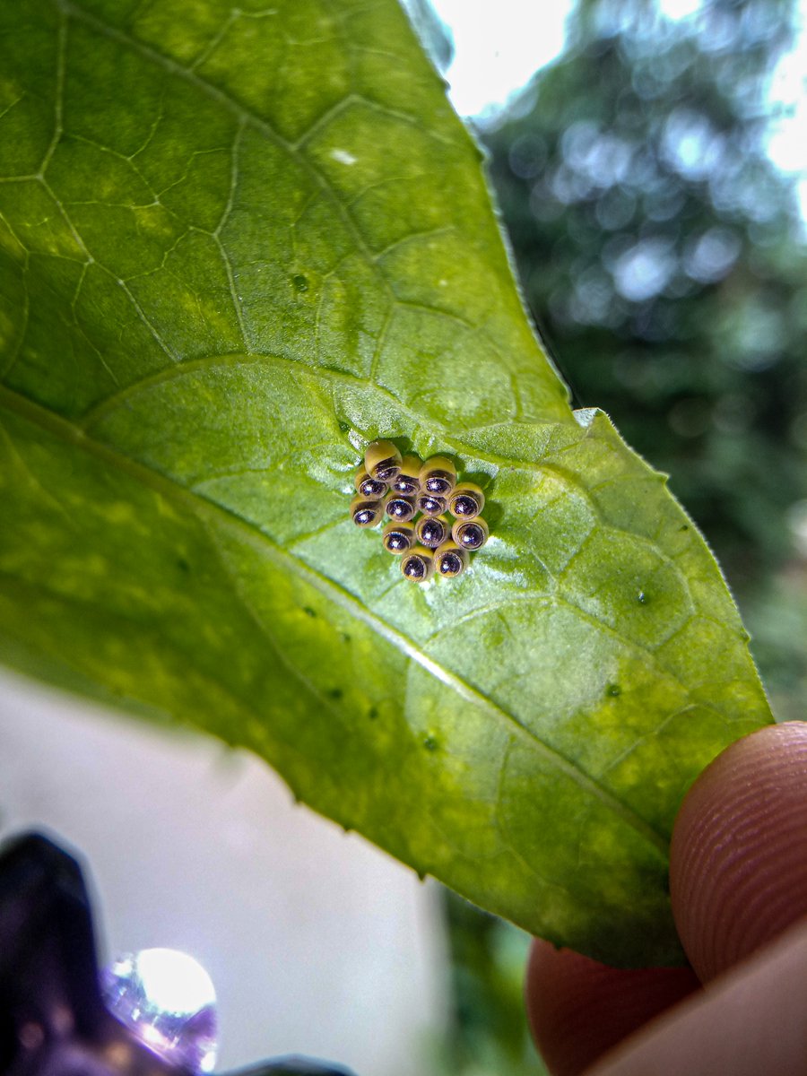 AmitRaka's tweet photo. Can you identify eggs of what animal or insect are they?? I found them in my garden, back of the leafs. They can fit on my index finger tip refer photograph.
A creeper plant Named: Sponge Gourd / Gilki
#lenovok8note @insectweek @WIRCInsects https://t.co/y1XPVPfeXg