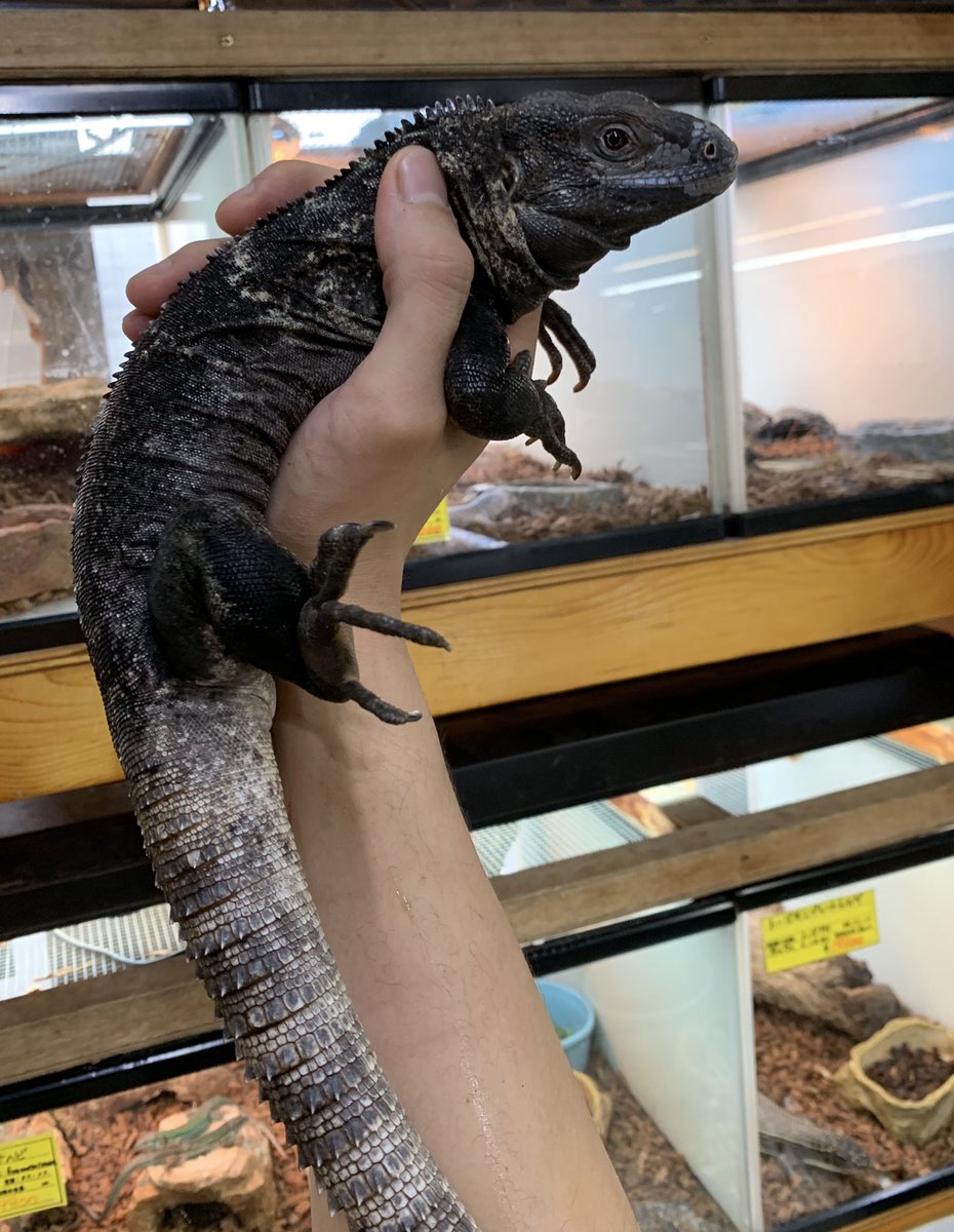 お値下げ❣️バンブルビー　イグアナ親子　全長 25cm EEUyDvxUEAAOD4x.jpg?format=jpg