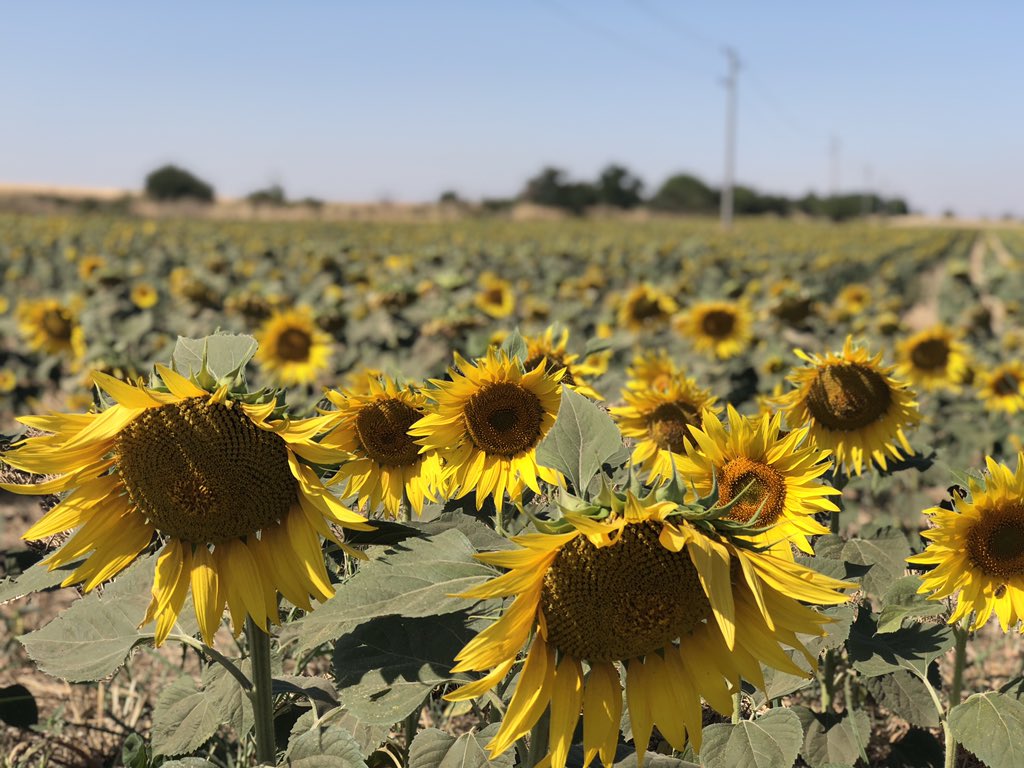 Sunflower field in Bulgaria - its always fascinating learning about agricultural practices abroad, big scale farming went from 0 to 100 following the collapse of Soviet Union in the early 90’s, those that jumped and bought land or became processors have become very successful.