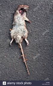 Pool30s's tweet image. Got the little shit @WombournePBFC @OrtonVole