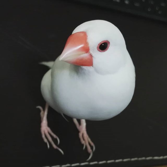 ひめ子 神々しい 文鳥 白文鳥 まりん T Co Mzcbmryzzo