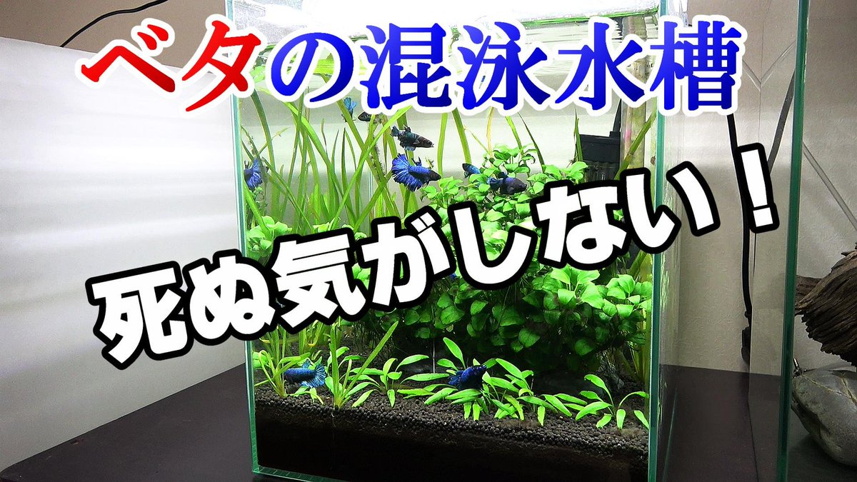 秀峰 明日 土曜日の動画はこれです 久しぶりのスーパーデルタテール 生後2年4か月 秀峰 明日 土曜日の動画はこれです 久しぶりのスーパーデルタテール 生後2年4か月