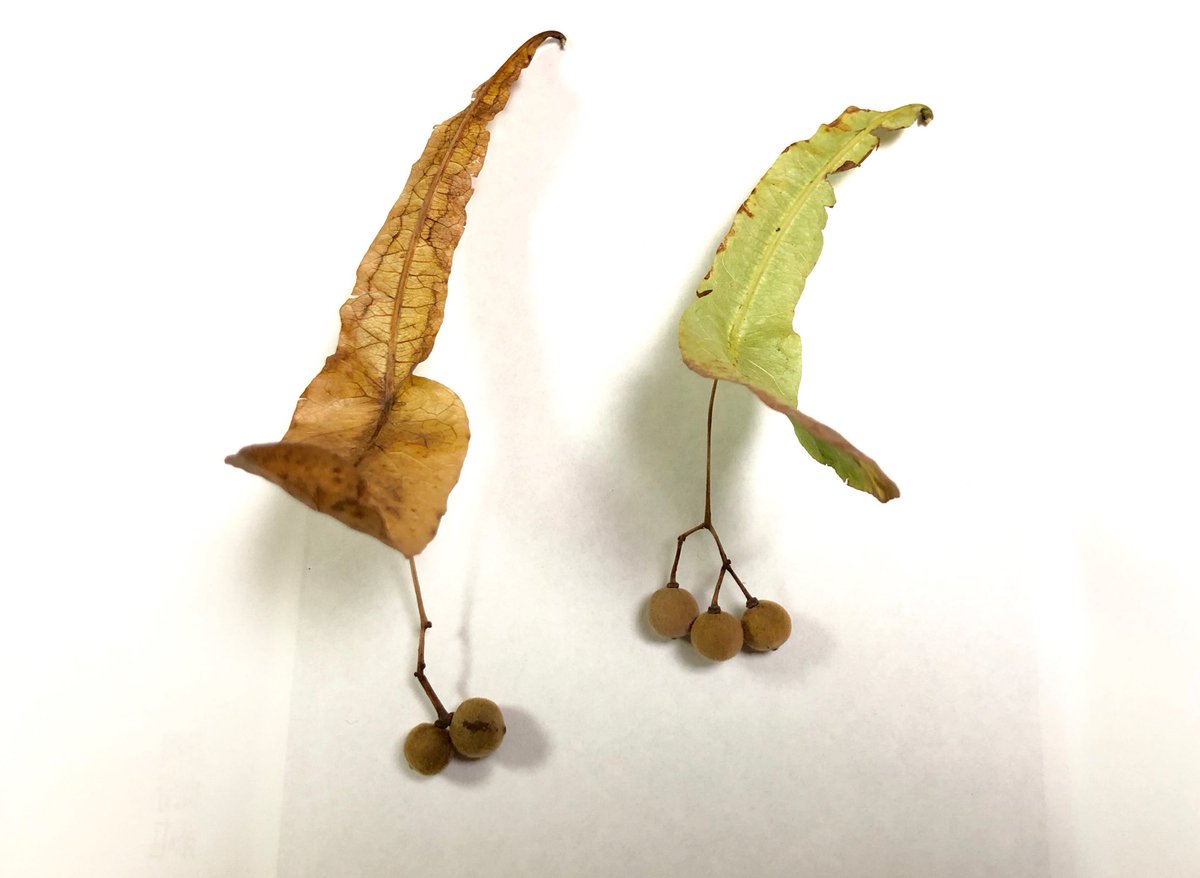 山田英春 V Twitter ボダイジュの実 ボダイジュの葉はもっと幅の広いスペード型なのに実のついた葉っぱ だけ全く違う形をしている パラシュートタイプ 西武デパートの前で飛びついて採取
