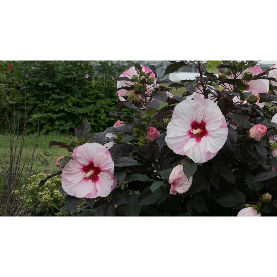 hqlawns's tweet photo. September is a great time to prune back hibiscus. @hqlawns #dallaslandscape #northtexasgardening https://t.co/aQaVXXynls