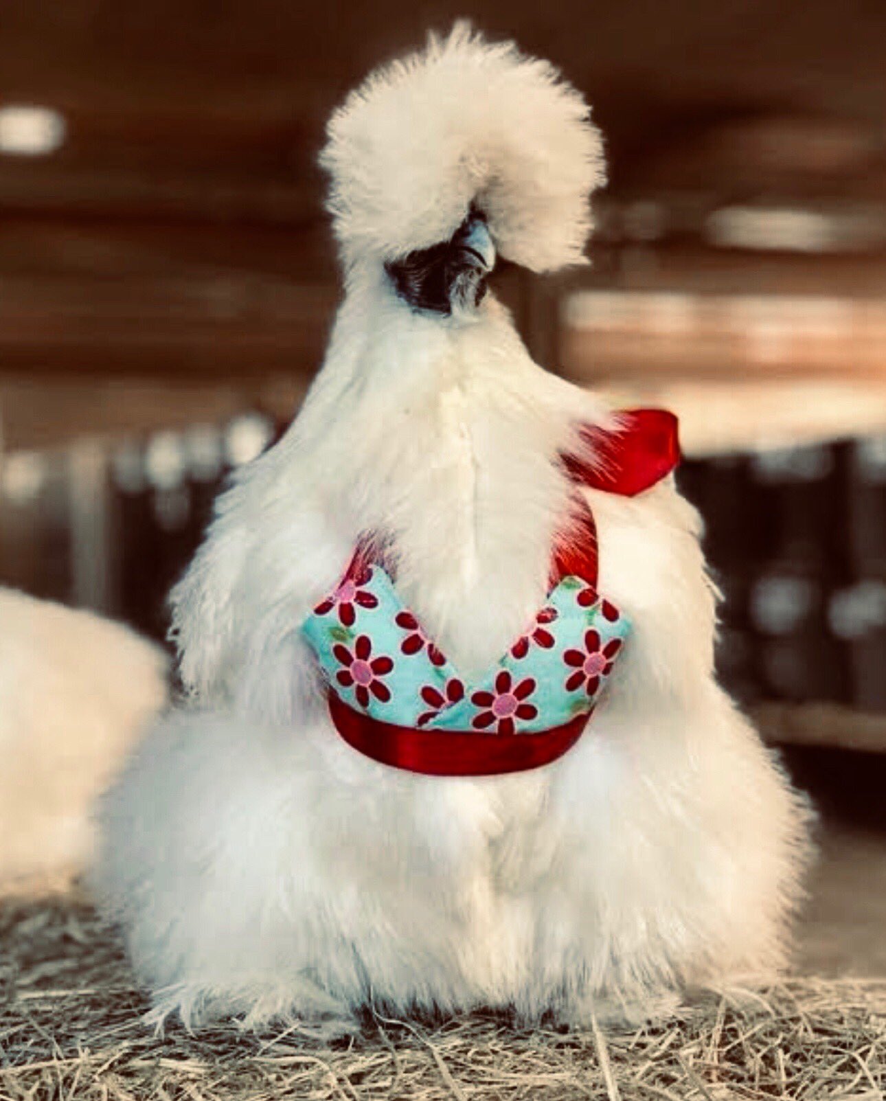 MATT KING on X: Chicken in a bra. Chicken in a bra.