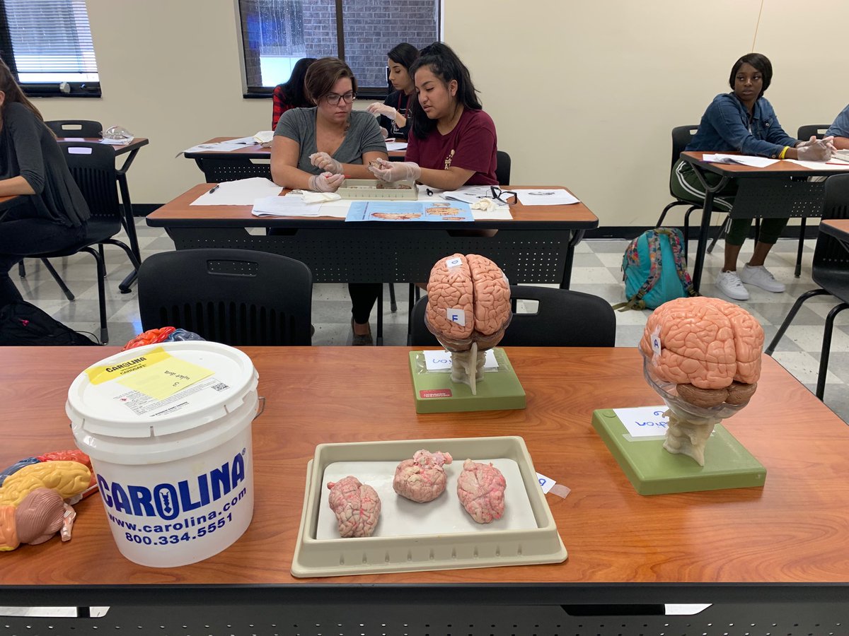 lauramarieswain's tweet photo. “Oooh what we were talking about in lecture now makes sense!” #braindissection #cognitiveneuroscience ⁦@USCAiken⁩ ⁦@USCAiken_STEM⁩ ⁦@USCAikenNeuro⁩ ⁦@USCAikenPsych⁩ https://t.co/SY67LAPuSM