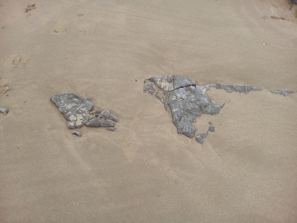 Shantidubplate's tweet photo. Sand shark https://t.co/ykEhOVct7i