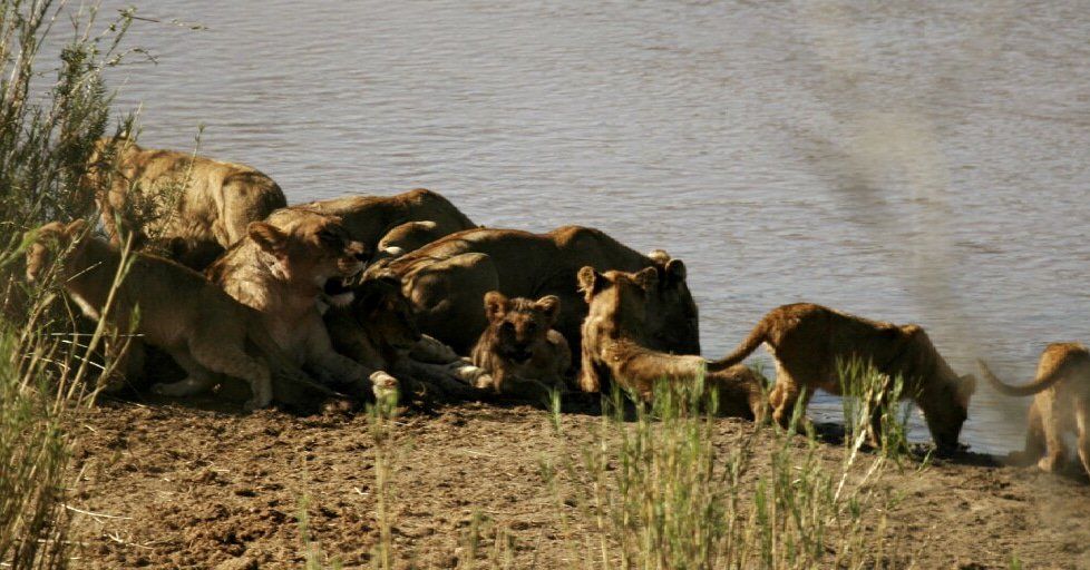 KWSafaris's tweet photo. We don't believe in #FridayThe13th  - we make our own luck! 

#krugerwildlifesafaris #lions #NoBadLuck #africa

https://t.co/jXinzlKIPw https://t.co/ww8IgHtUu0