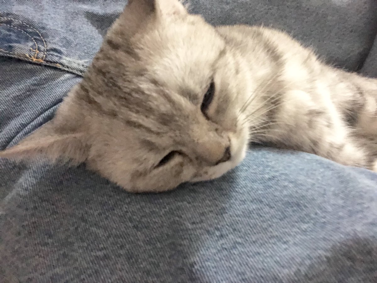 ununfah's tweet image. เมื่อคืนนอนดูทีวี ละนางก็มานอนด้วย นอนมันตรงนี้แหละ นอนดูทีวีไปสักพักนางก็หลับท่านี้เลย ตล๊กกก