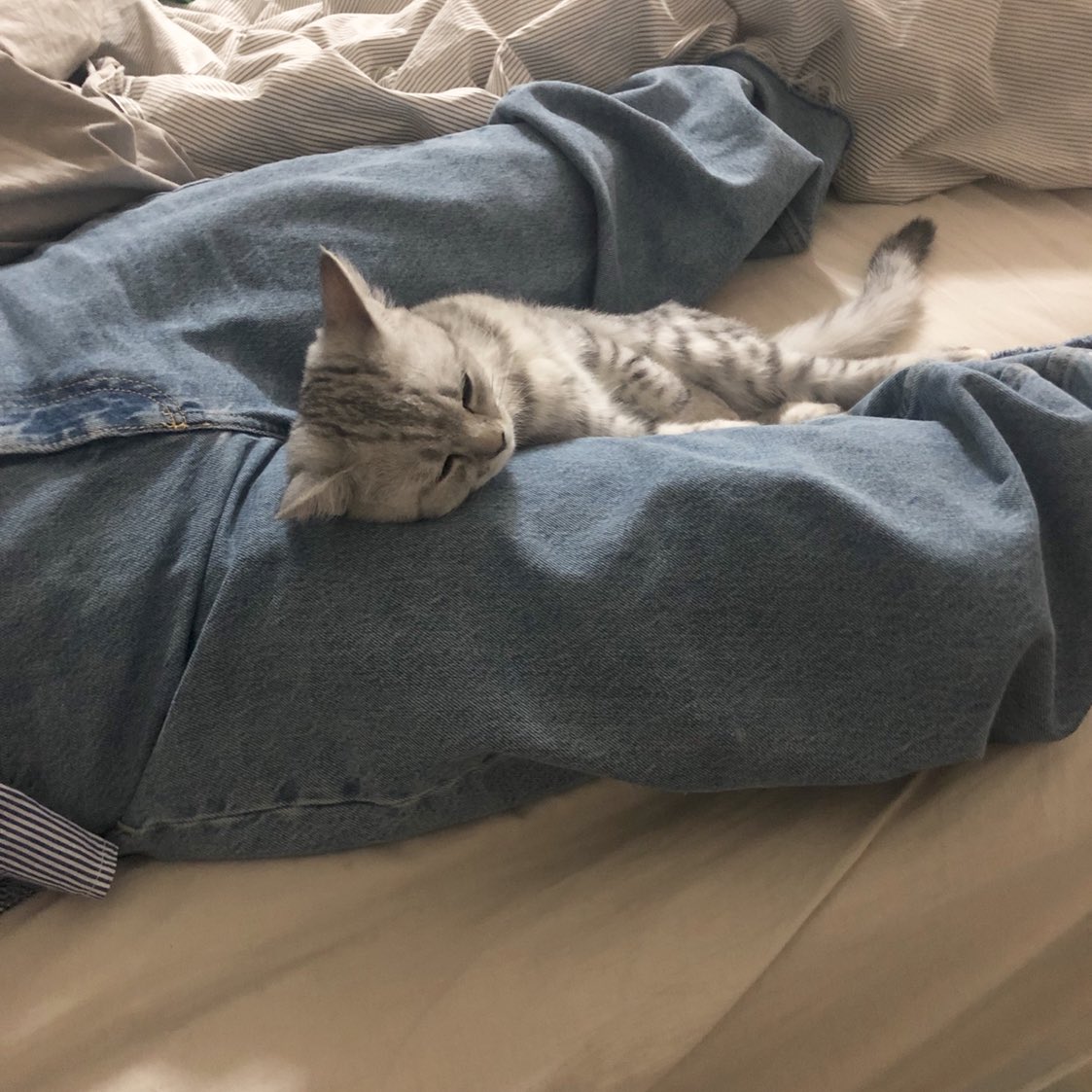 ununfah's tweet image. เมื่อคืนนอนดูทีวี ละนางก็มานอนด้วย นอนมันตรงนี้แหละ นอนดูทีวีไปสักพักนางก็หลับท่านี้เลย ตล๊กกก