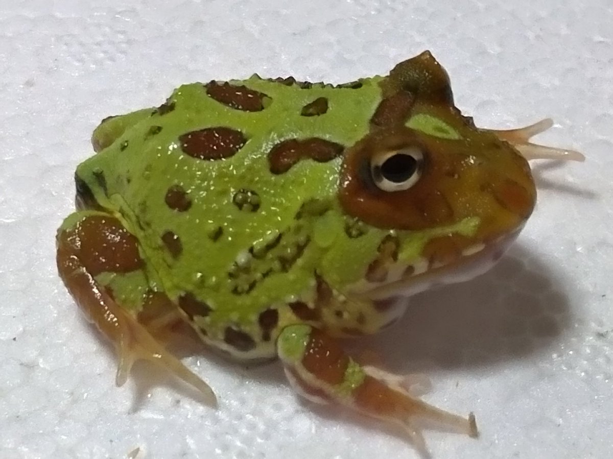 カエルブリード研究所 仮面をかぶった様な面白い柄の個体2匹と将来的にはプラチナ系になると思われるノーマルアイの極上個体も連れて行きます このまま仮面をかぶった様な模様が残れば良いな と個人的には思いますが色彩的にはやはりプラチナ系になって