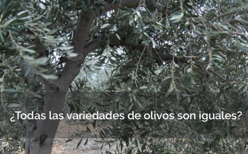🔎¿Todas las variedades de olivos son iguales?
La respuesta, en #Aula #Olivapedia #GastrOleum
#aove #evoo #app #culturaoleícola #olivo #olivetree #olivar #oliveground