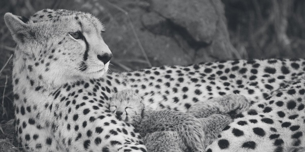 CCFCheetah's tweet photo. CCF is disappointed in the outcome of #CoP18 for the Cheetah. We had hoped to have each of our decisions for the Cheetah accepted.
Turning a blind eye to the illegal trade is not an option we will accept. The struggle continues to help #SaveTheCheetah 

https://t.co/pfk8vxCzar https://t.co/omaOLPCAv7