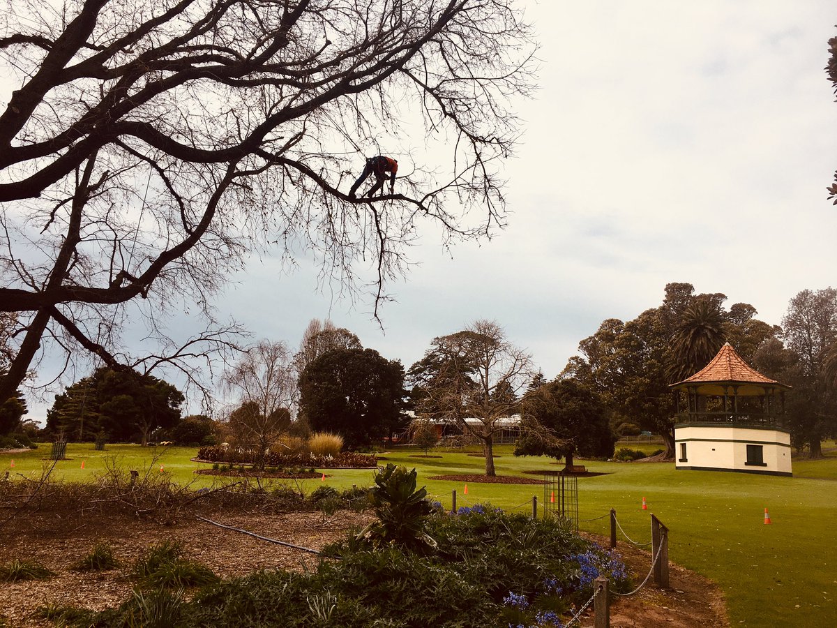 Bundogs's tweet photo. Nice skill shown today by the lads. A bit of weight reduction on the Dutch Elm #warrnamboolbotanicgardens #dutchelm #heritagetreemanagement https://t.co/zzghtVCQuz