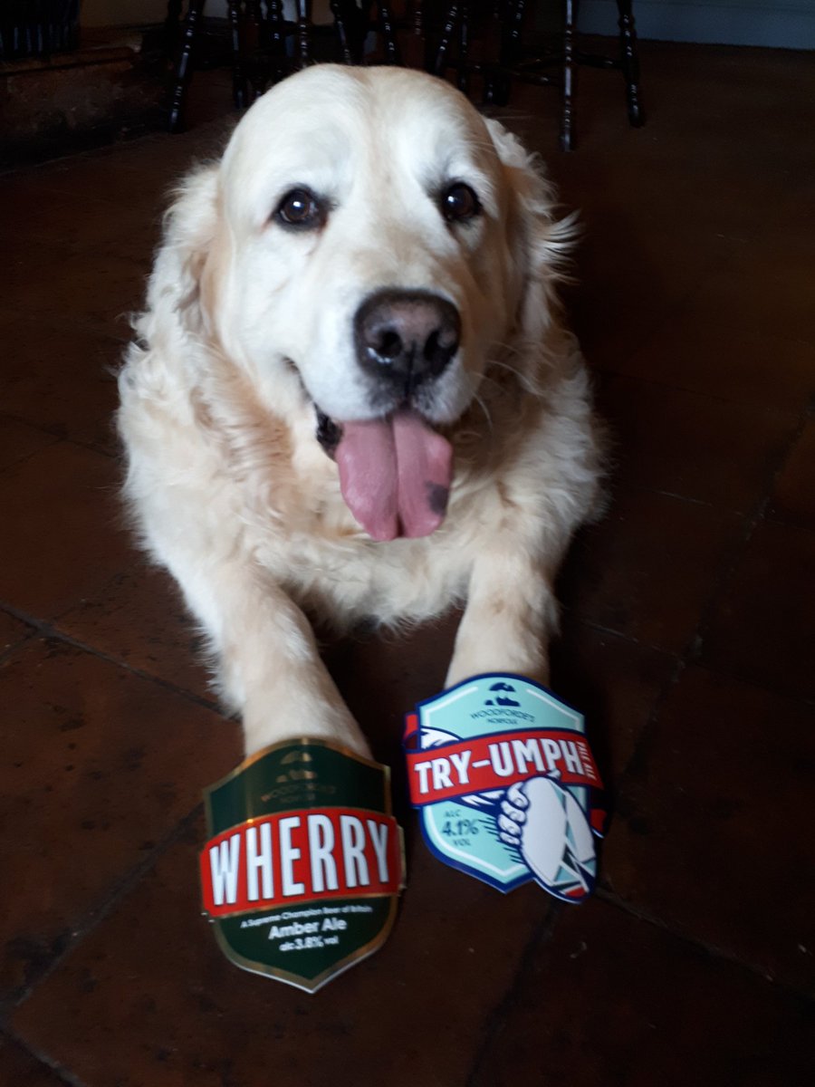 So <a href="/pubdogcharlie/">Charlie MacDonald</a> thinks he's in charge of the cellar now? Better make sure those <a href="/woodfordesbeer/">Woodforde's Brewery</a> casks are conditioning nicely there chap!

#cellarhouse #woodfordes #realale #realalepubs #caskales #caskale #wherry #dogfriendly #dogsinpubs #goldenretriever #norwich #norwichpubs