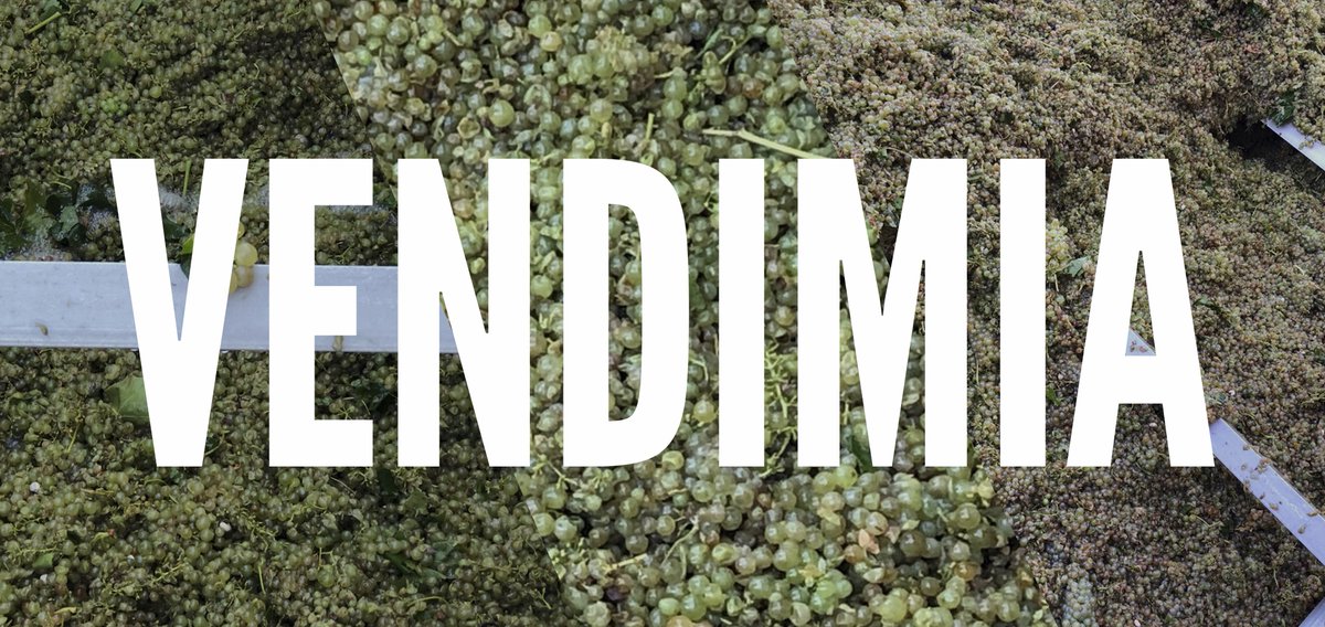 BodegasOlimpia's tweet photo. #VENDIMIA | Ayer comenzó la vendimia en nuestros viñedos de Obanos. Arranca de este modo un fascinante proceso de elaboración que realizaremos con precisión y mimo. ¡Os iremos mostrando imágenes de vendimia durante las próximas semanas!
→ https://t.co/vmLY3QMoei
#vendimia2019 https://t.co/rKam9EDKZq