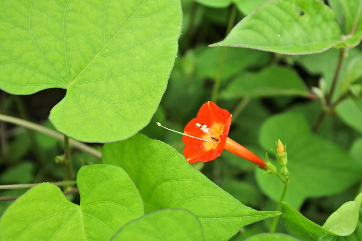 漱石枕流 熱帯アメリカ原産の帰化植物で 江戸時代末期に観賞用として入ってきて いまでは野生化しているつる性の一年草です マルバルコウソウ 丸葉縷紅草 ルコウアサガオ 縷紅朝顔 とも呼ばれています Twitter