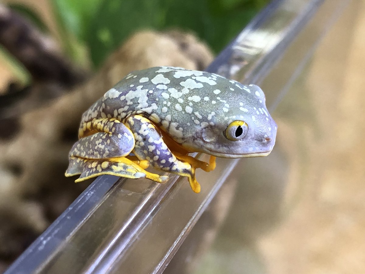 ペポニ インター店 カエルブログup ツリーフロッグ最高峰見参です ー T Co Dtqjj8sa0s いがらし